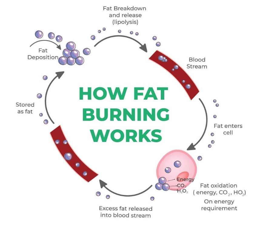 KetoSculpt